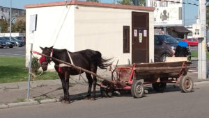 O căruță, cu tot cu cal, oprită în apropierea unui supermarket din București